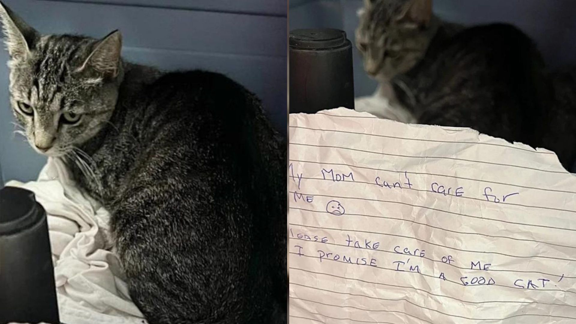 sad cat