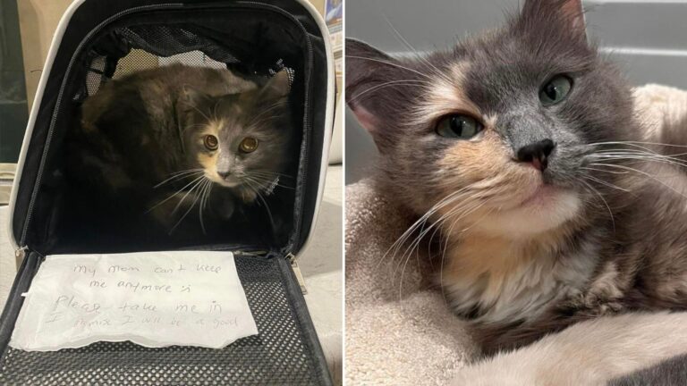 abandoned cat with a note