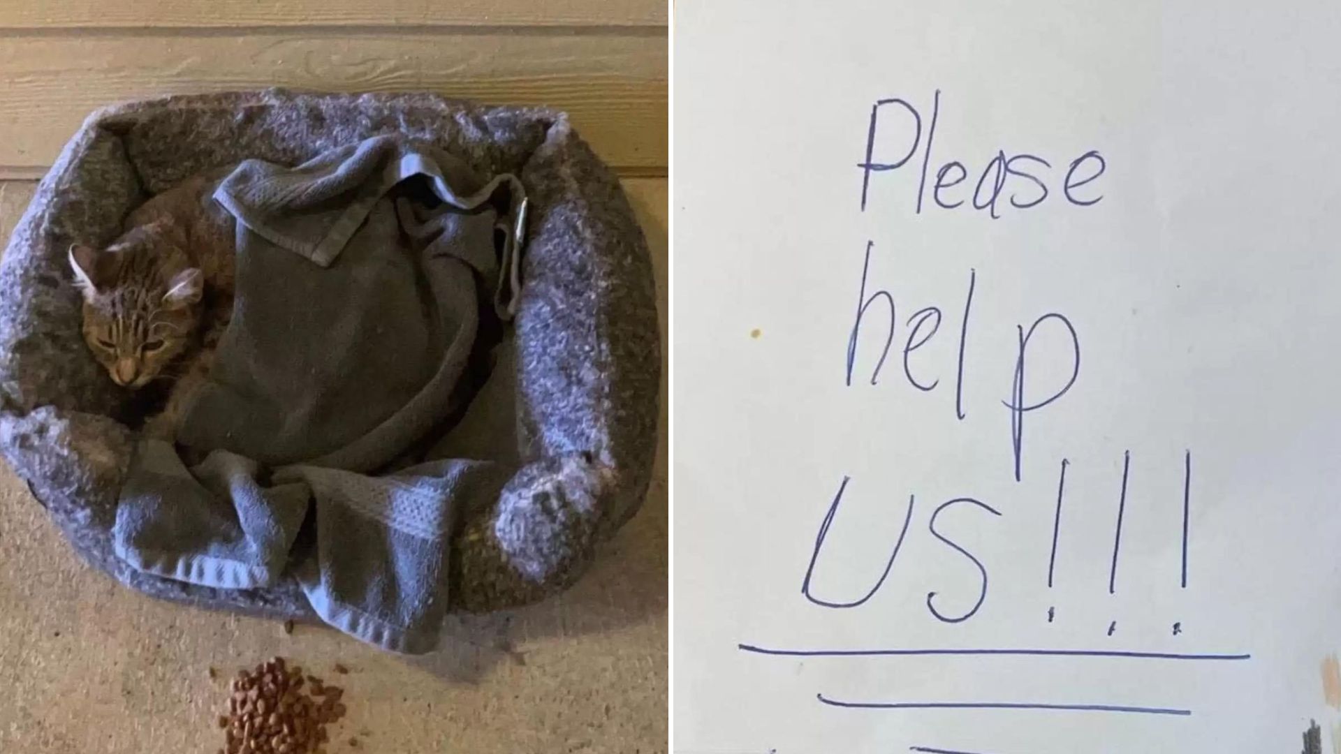abandoned kitten with a note