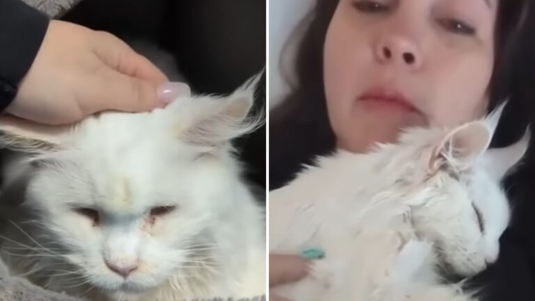 woman holding the rescued cat