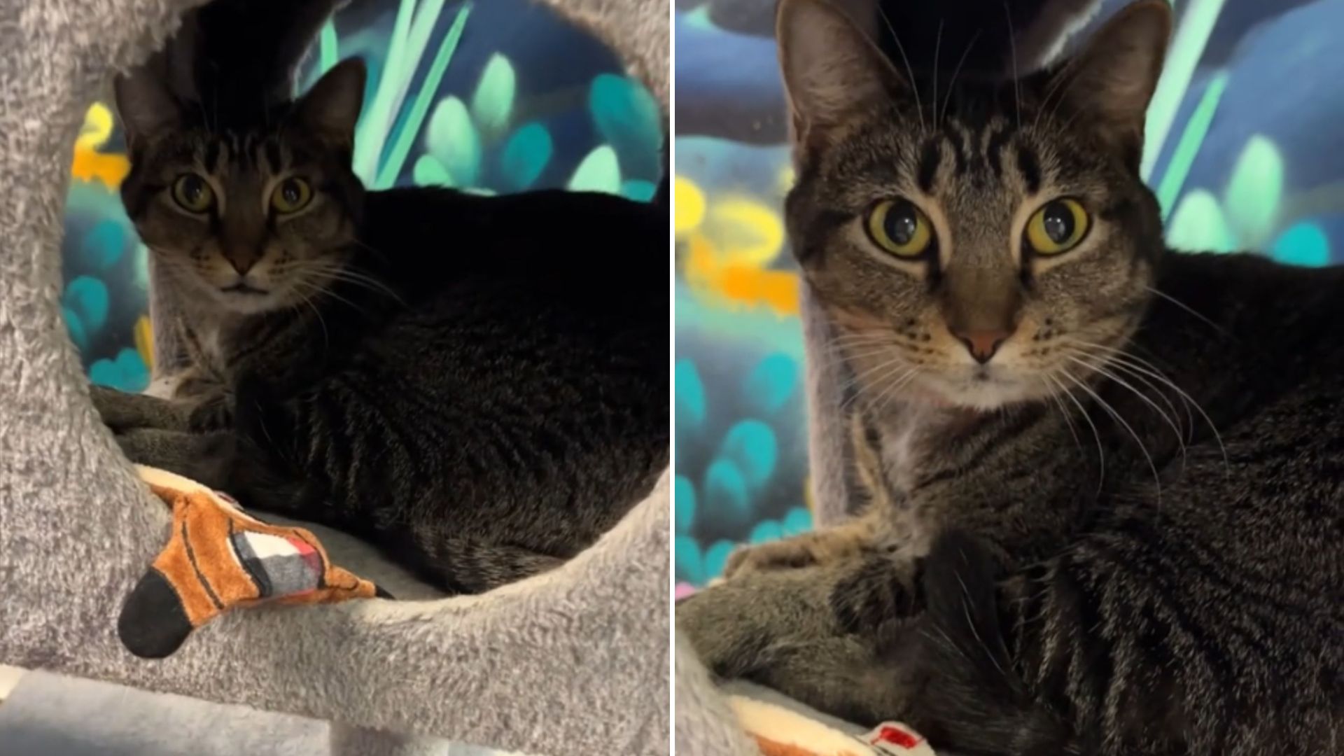Cat Returned To Florida Shelter After Having Troubles With Other Cats In Foster Home