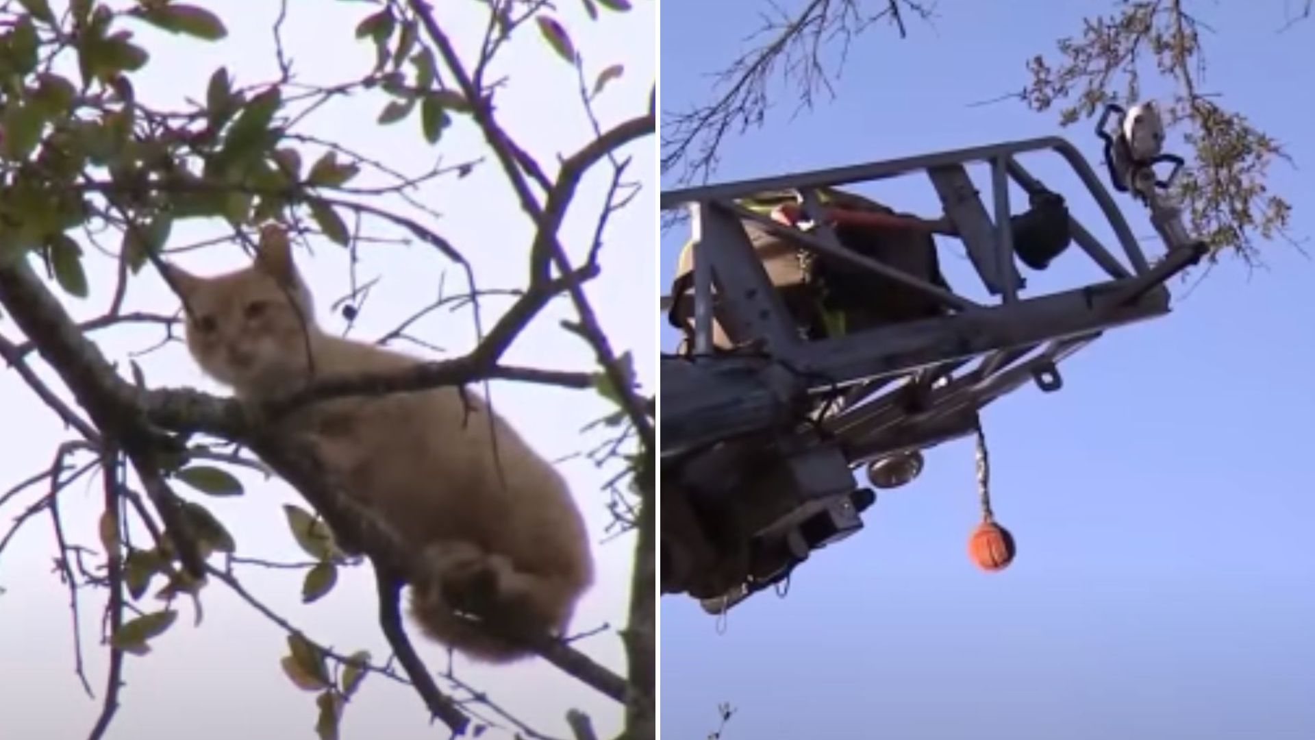 cat stuck in a tree