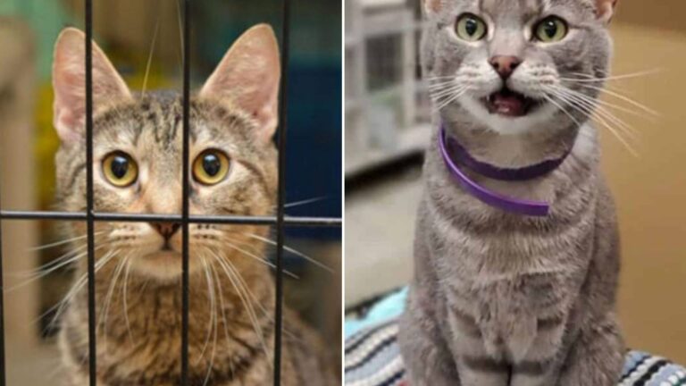 Iowa Cat Who Lived In A Shelter