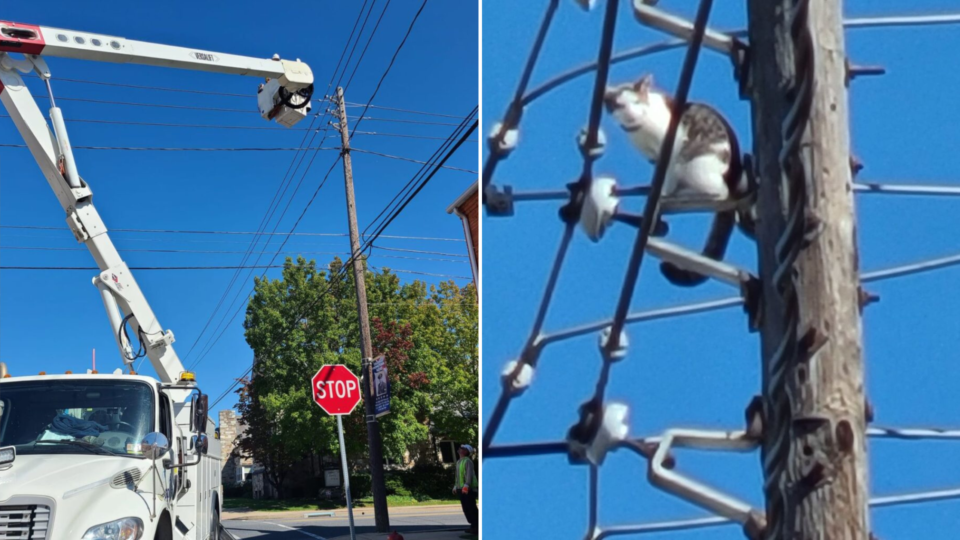 cat stuck on utility pole