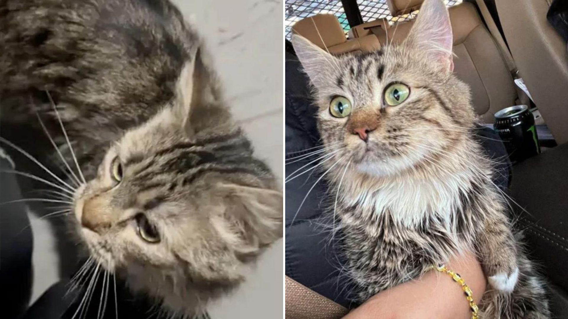Cat Spent Days Trapped In A Dark Basement In New York But Her Cries Didn’t Go Unheard