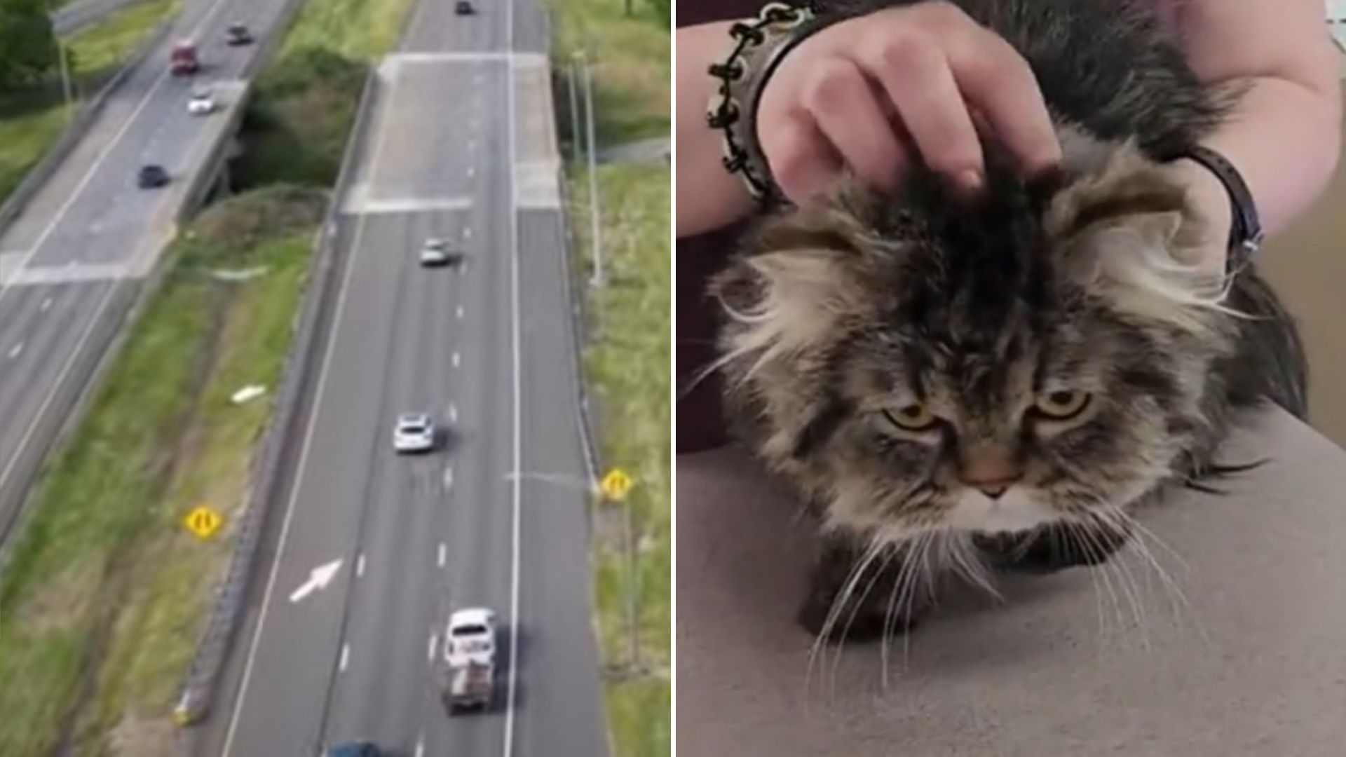 cat thrown on the road