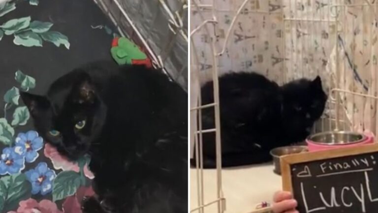 black senior cat