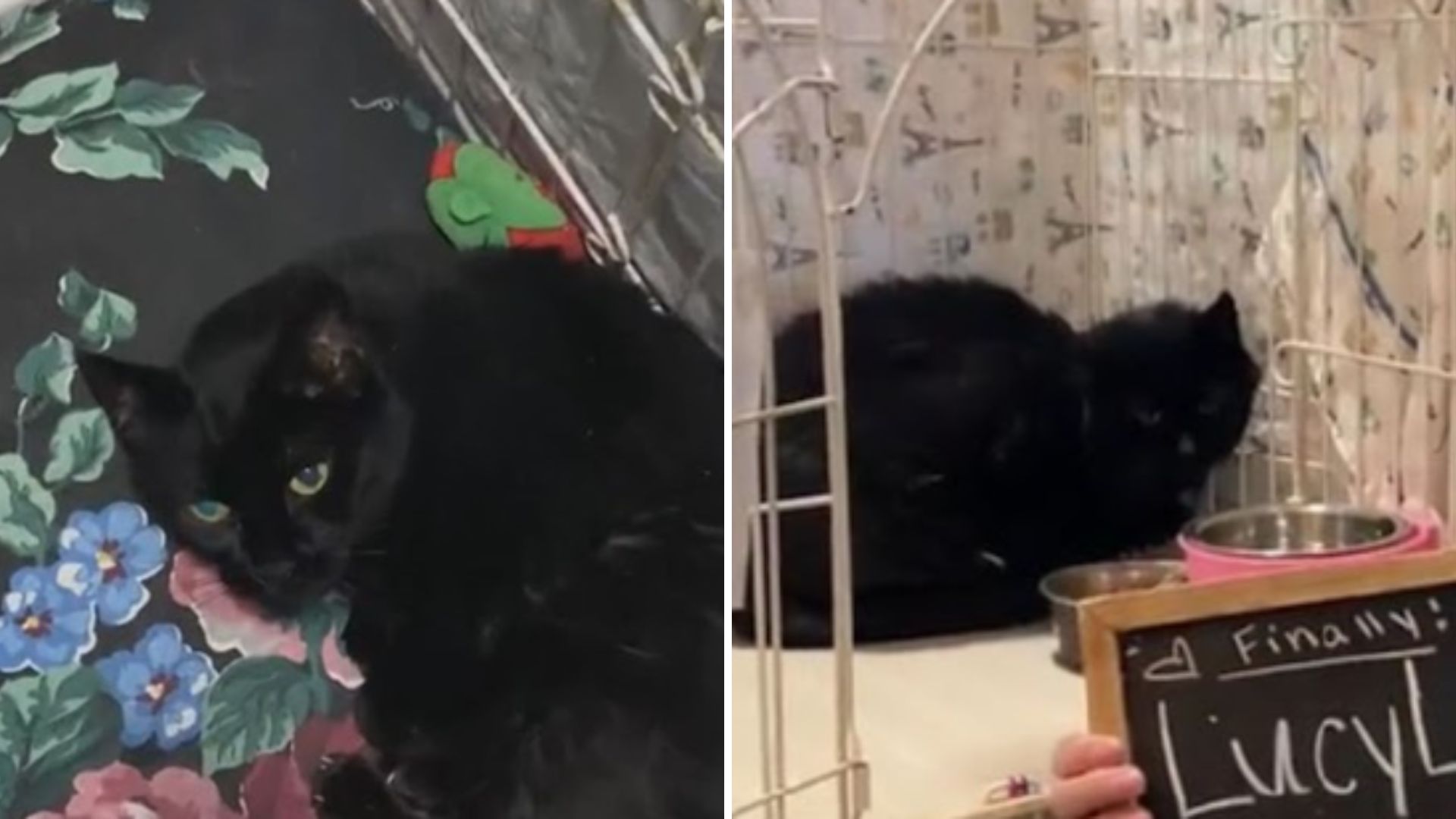 black senior cat