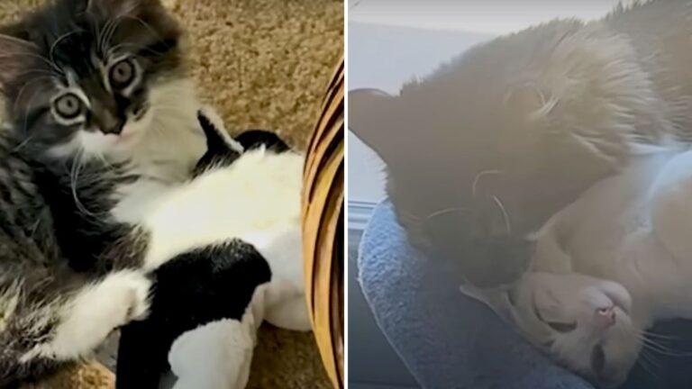 Cat Who Loves His Stuffed Toy