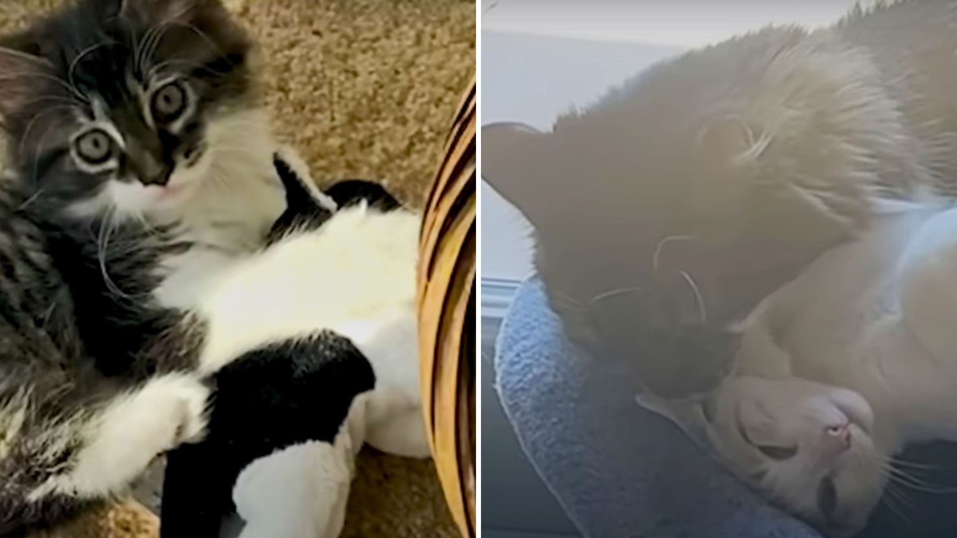 Cat Who Loves His Stuffed Toy