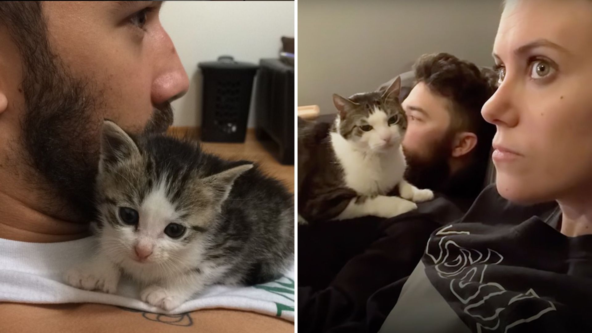 Cat steals husband and makes wife third wheel-naslovna
