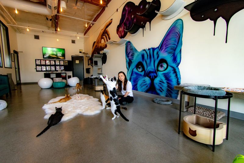 The Cat Café – San Diego
