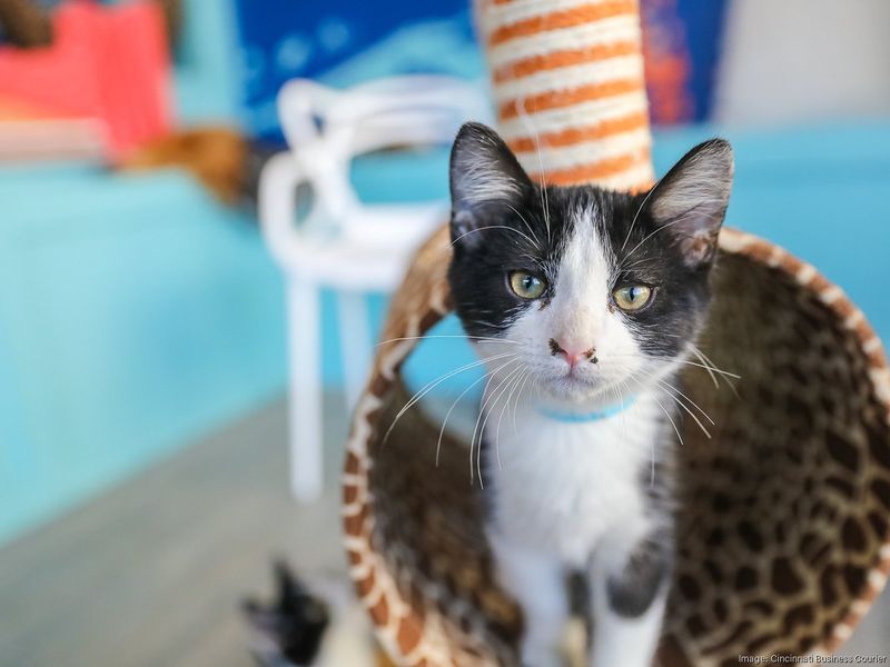 Purrfect Day Cat Lounge – Sacramento