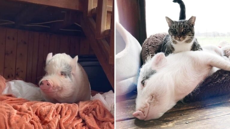tiny piglet