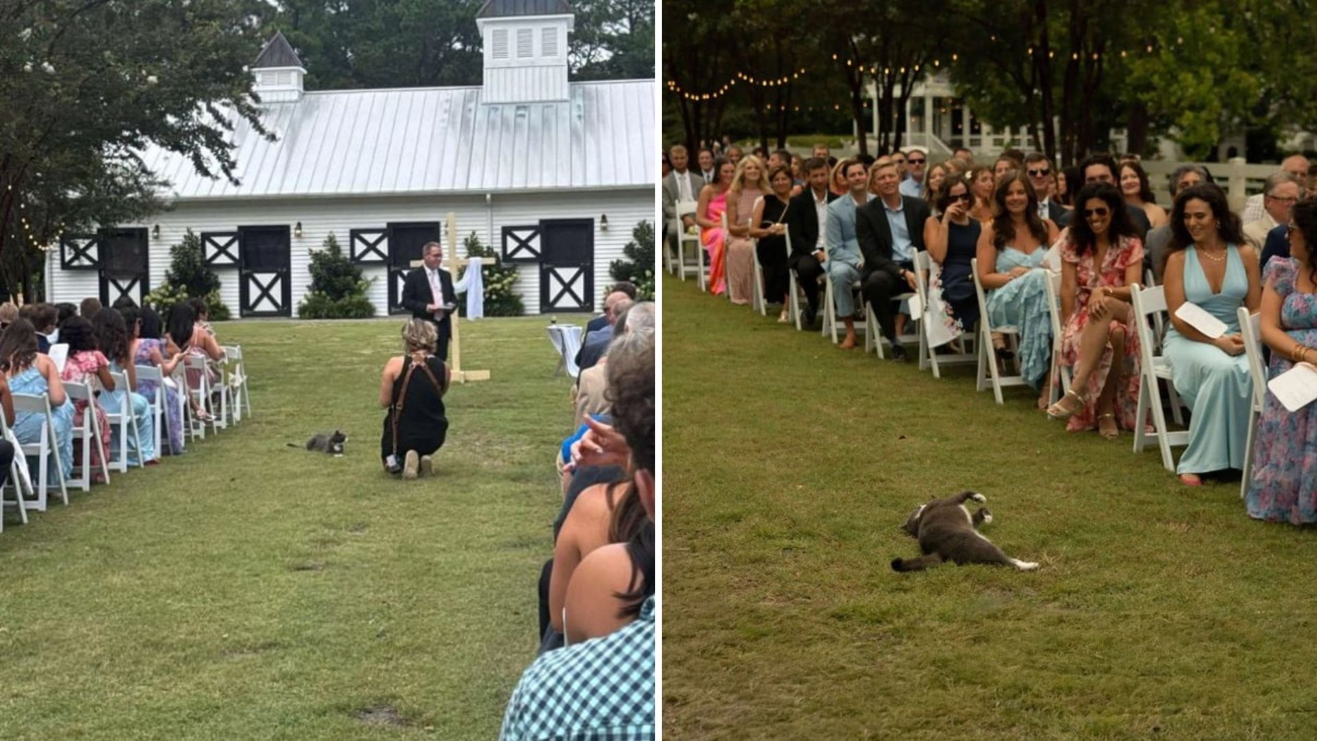 wedding gets unexpected visitor