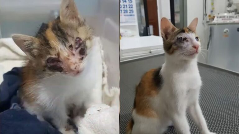 blind calico cat