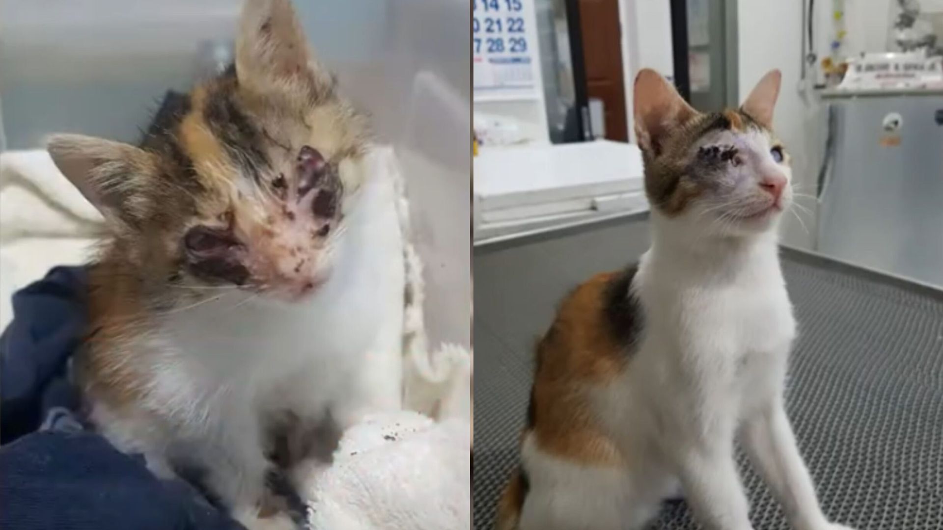 blind calico cat