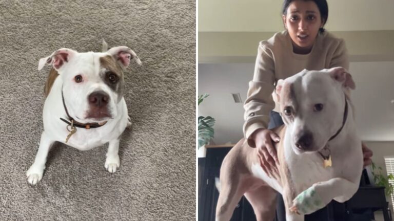 pit bull white