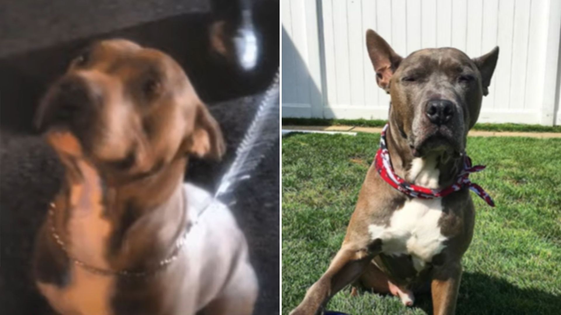 tied pit bull