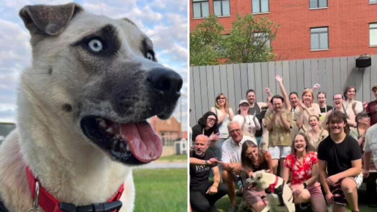 chicago shelter dog