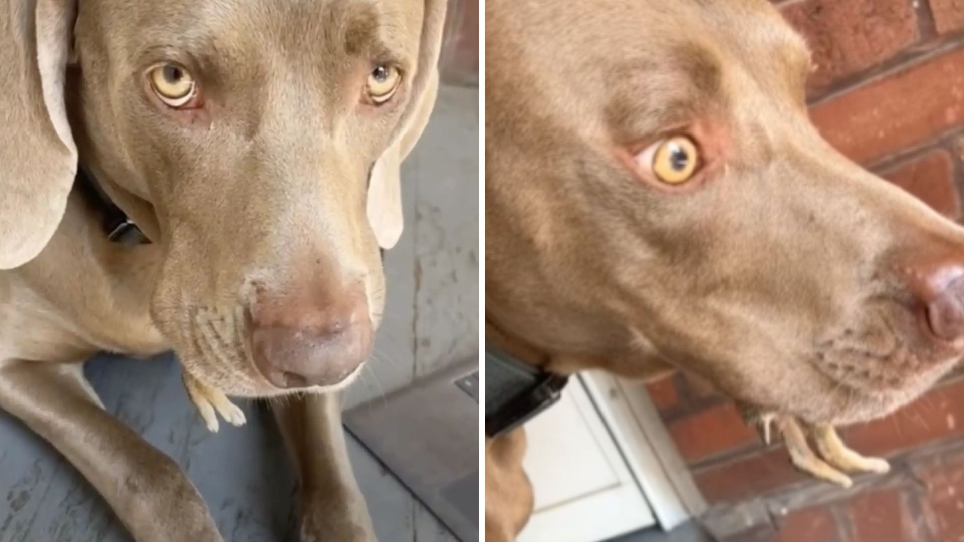 legs poking out of dog's mouth