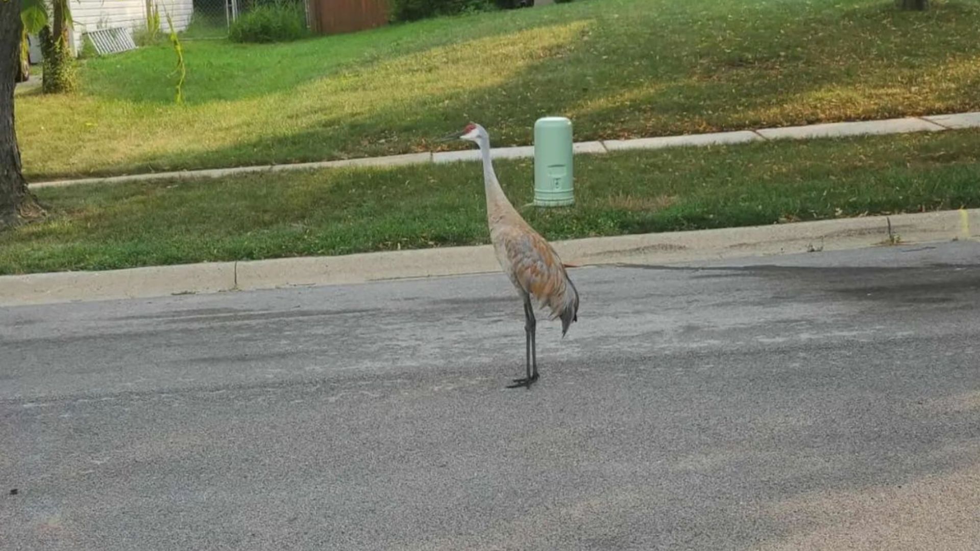 woman finds sandhill crane in her neighborhood