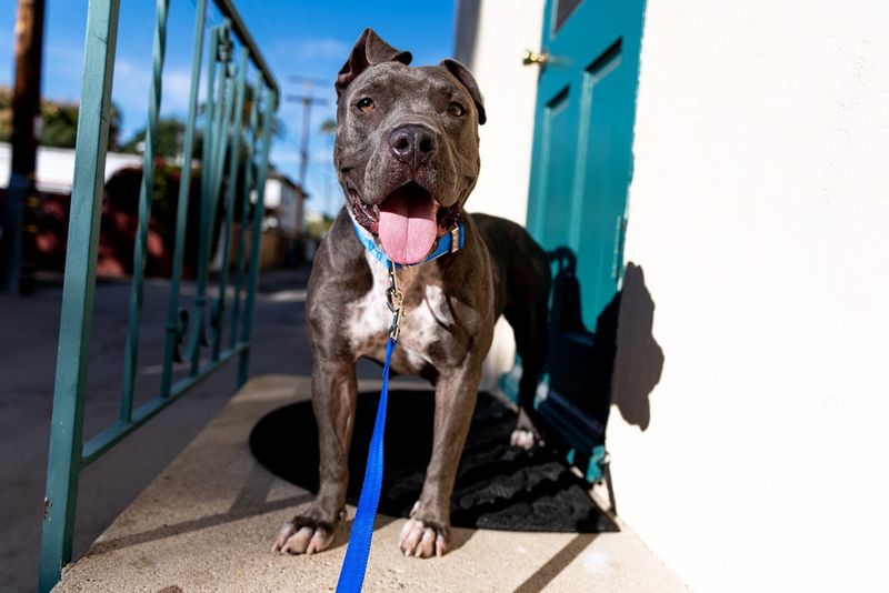 Pit Bull Mix