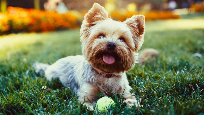 Yorkshire Terrier