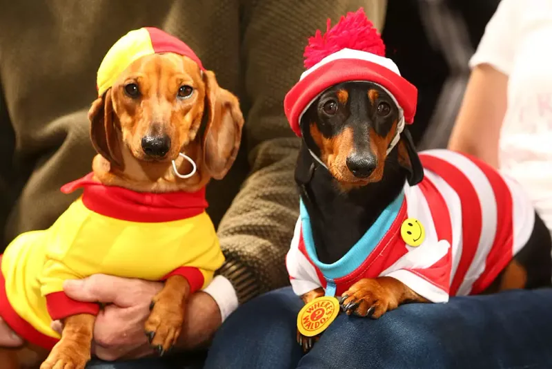 Dachshund