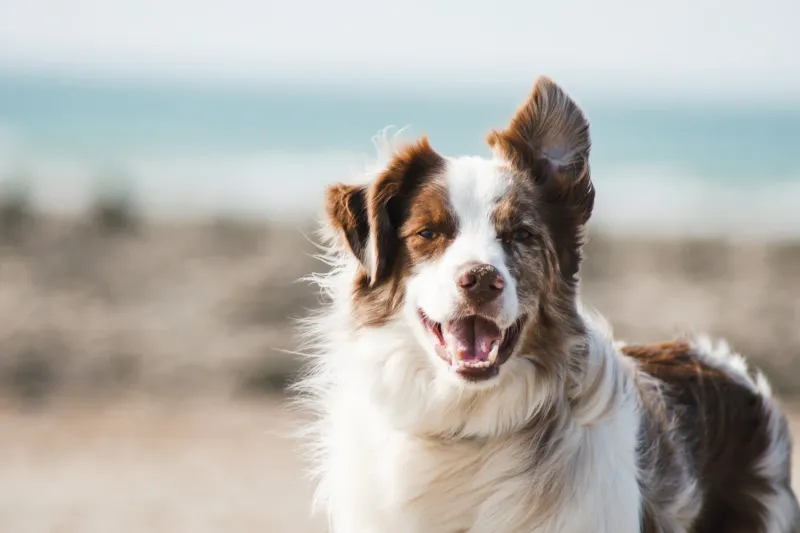 Australian Shepherds