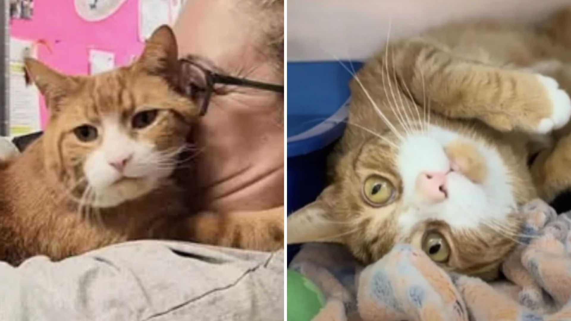 Clever Shelter Cat In New Jersey Uses A Smart Trick To Win Over Potential Adopters