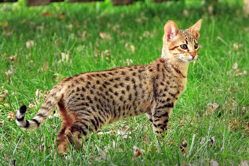 Savannah Cats