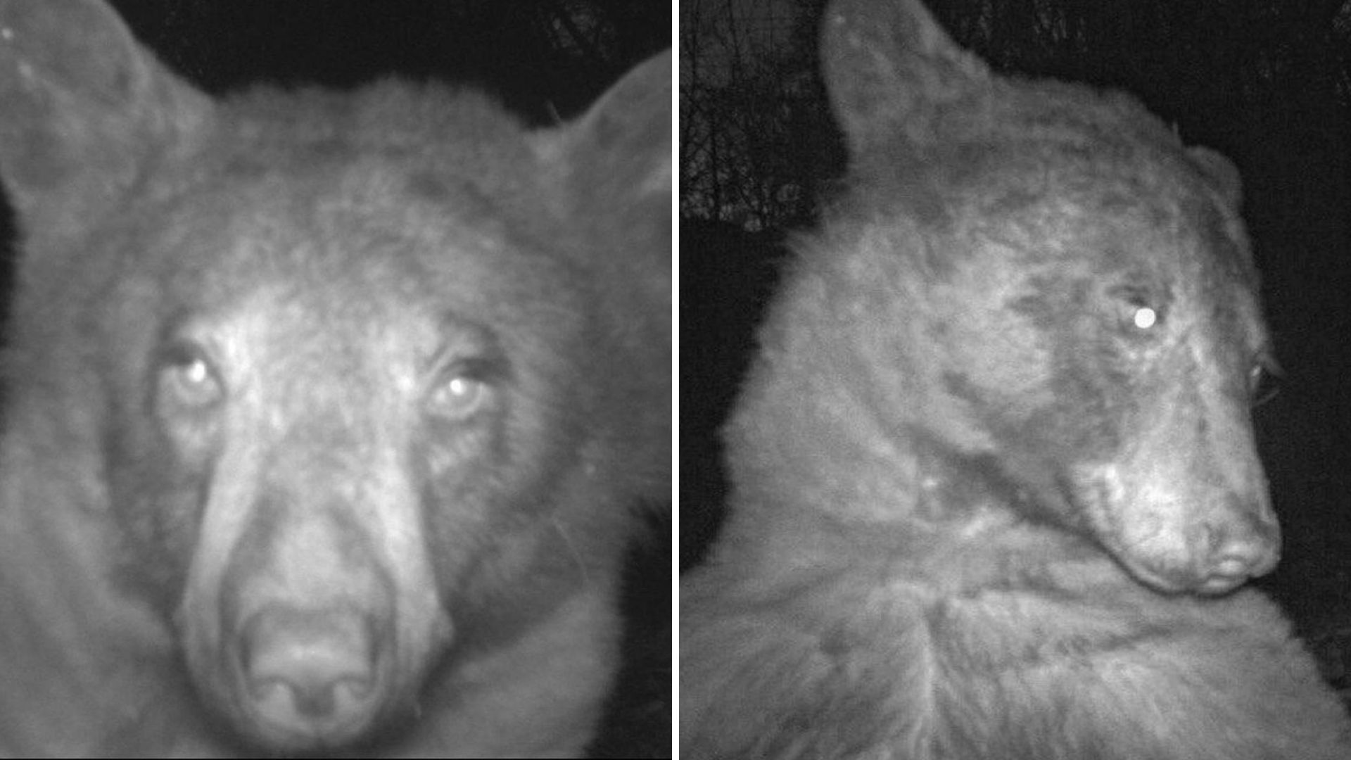 bear