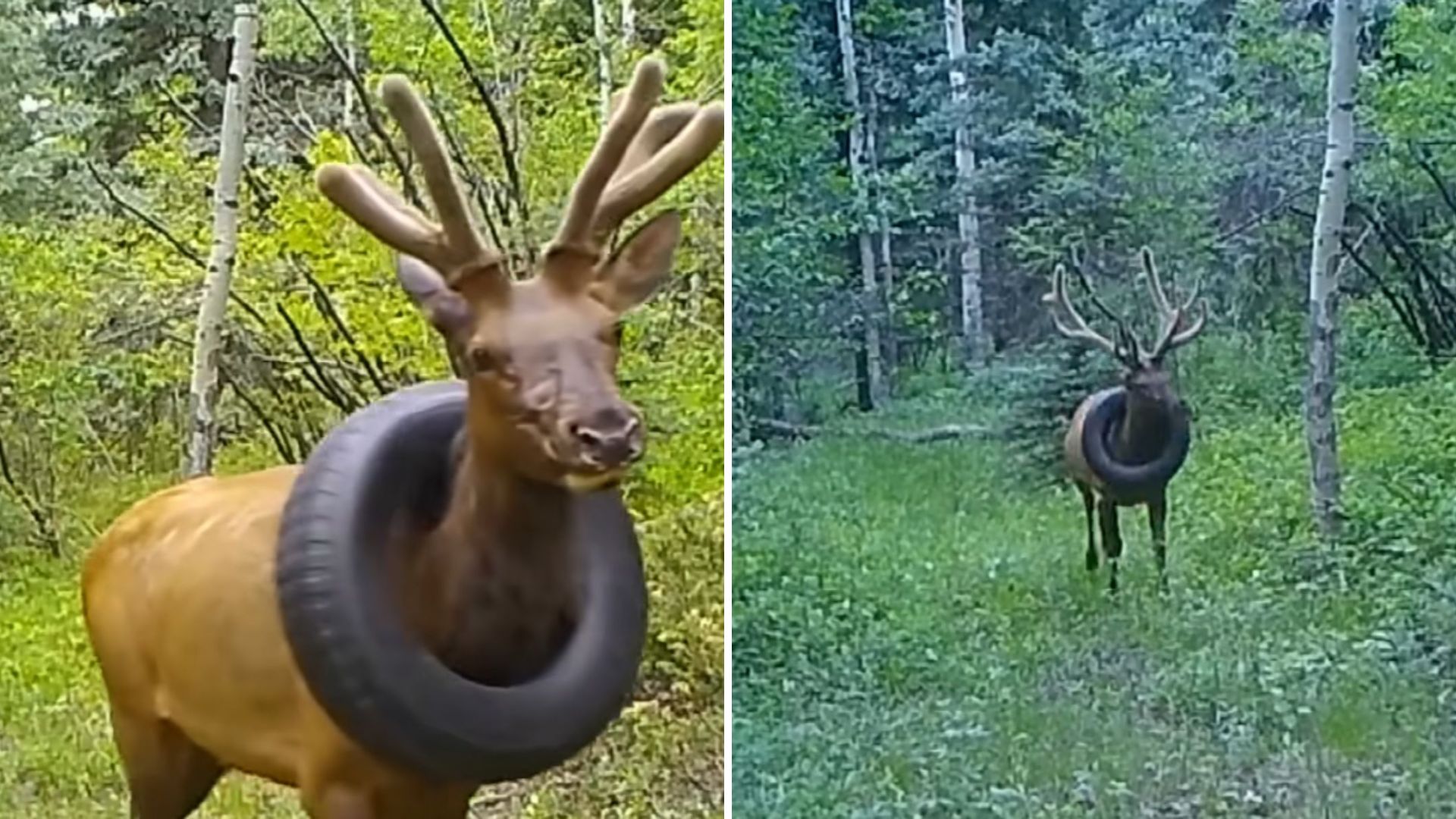 colorado elk freed from tire around his neck