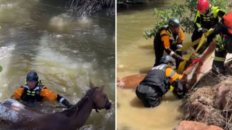 blind horse in a flood