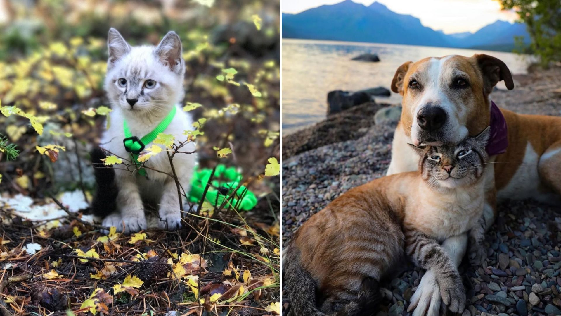 kitten and a dog