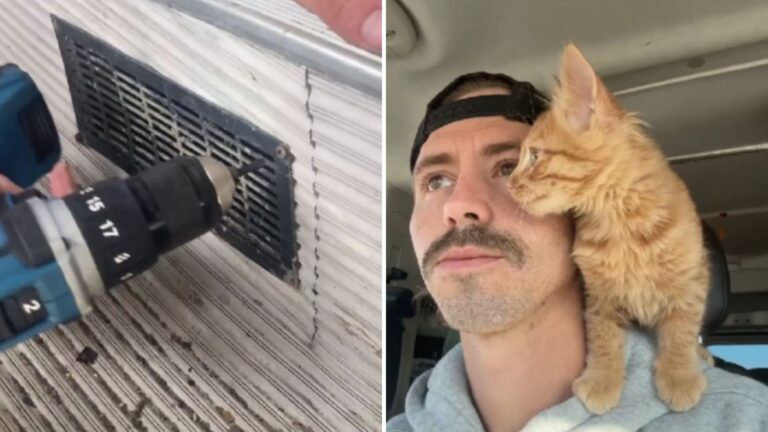 Colorado Man Rescues Ginger Kitten And Gains A Loyal Friend For Life