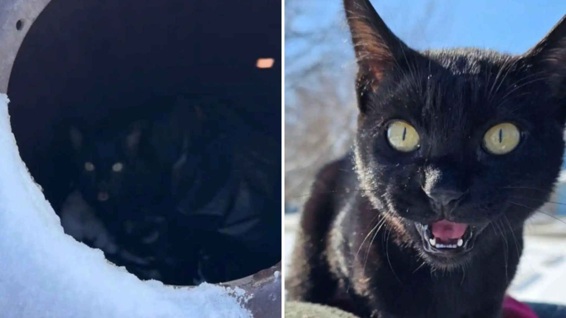 freezing black cat found in trash