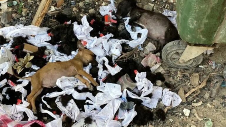 puppies dumped in trash