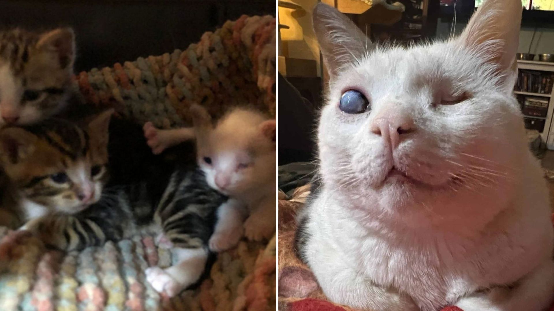 blind kitten