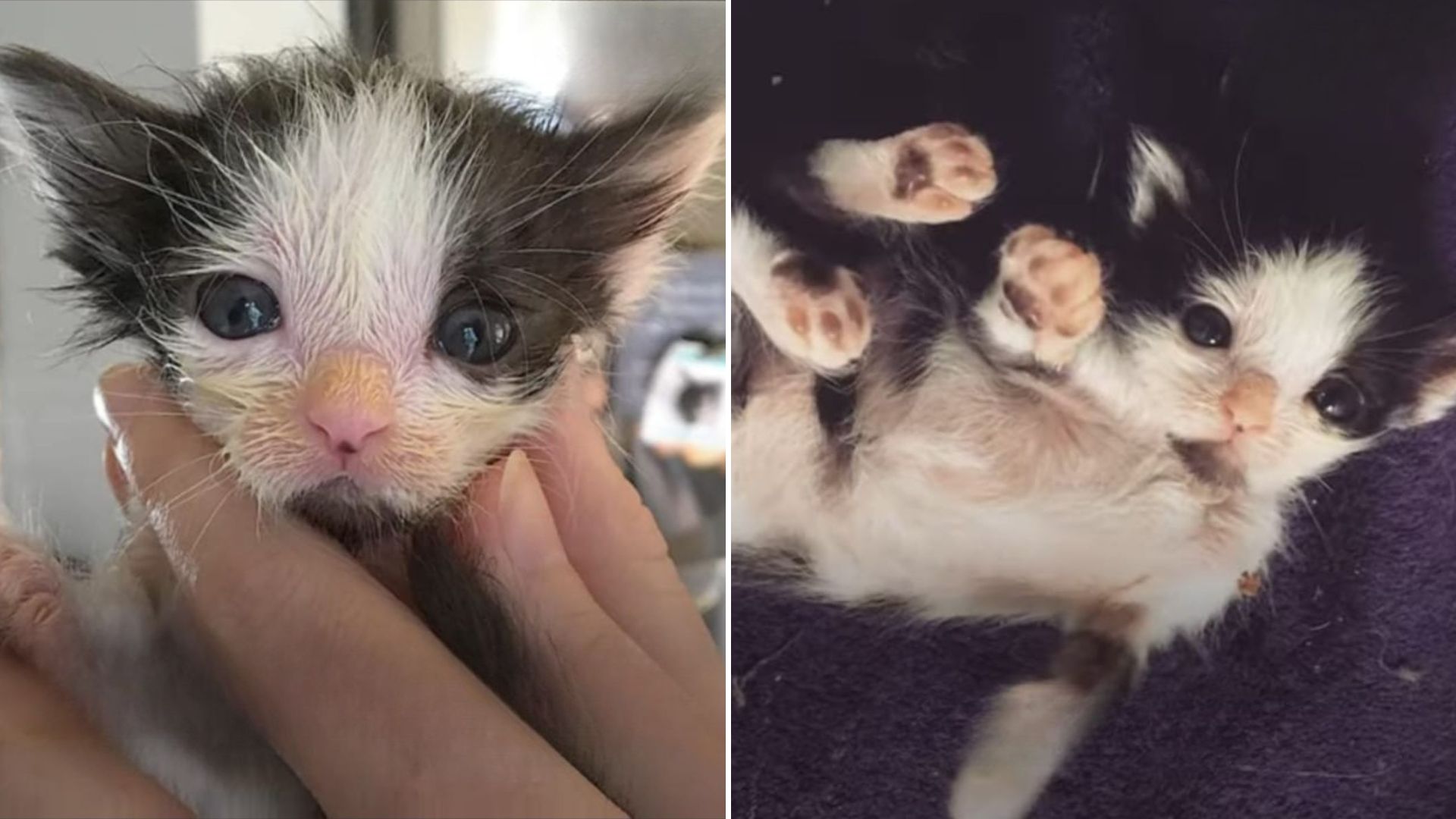 sick kitten