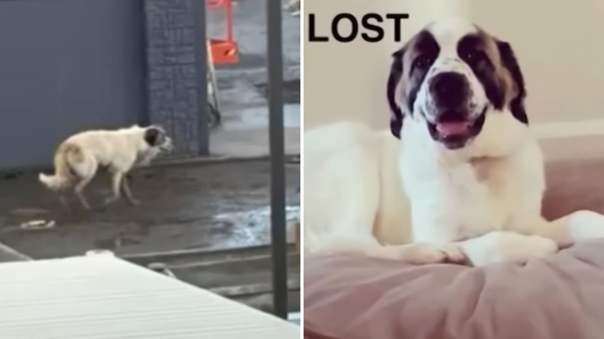 lost dog
