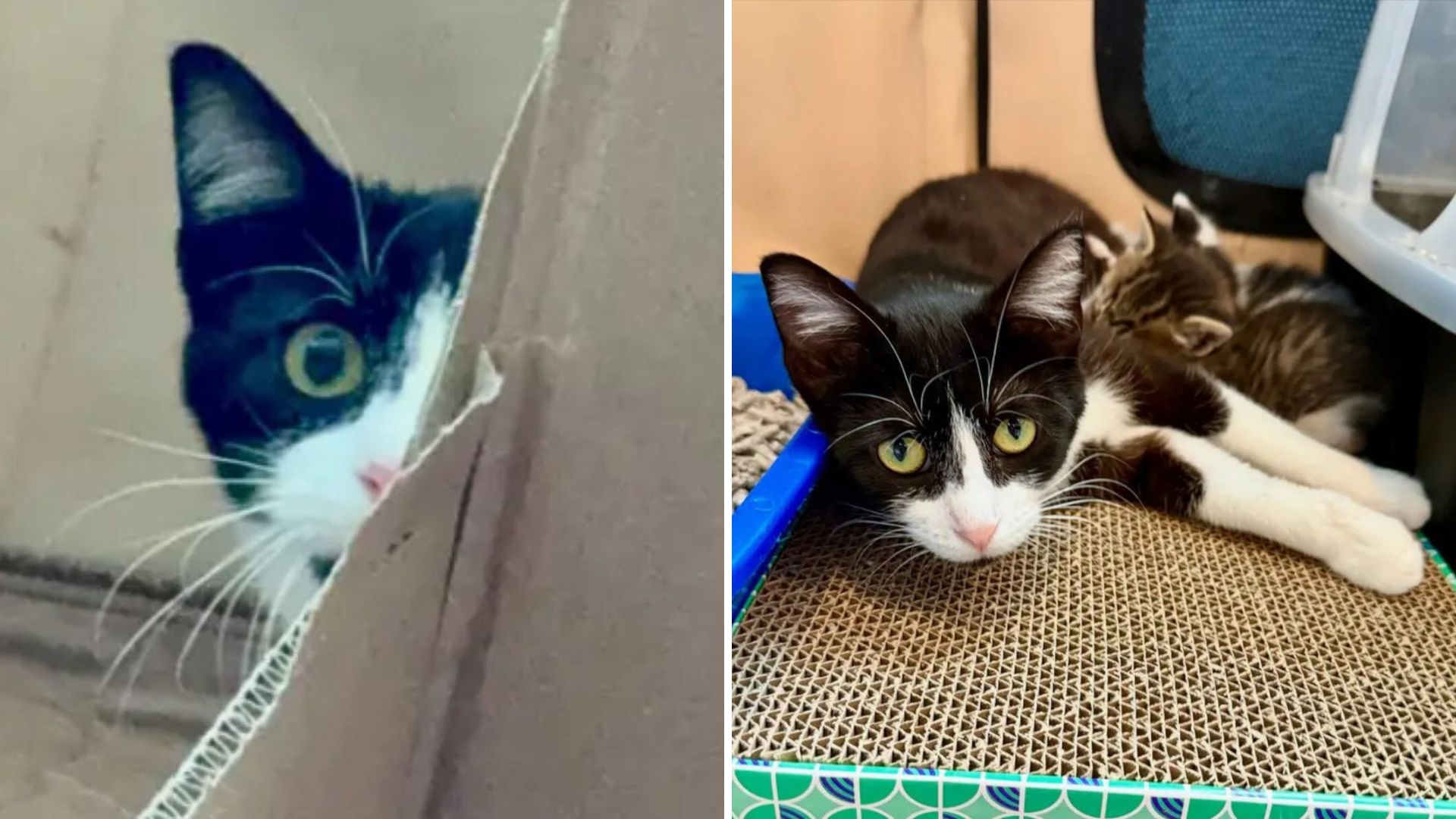 anxious mama cat