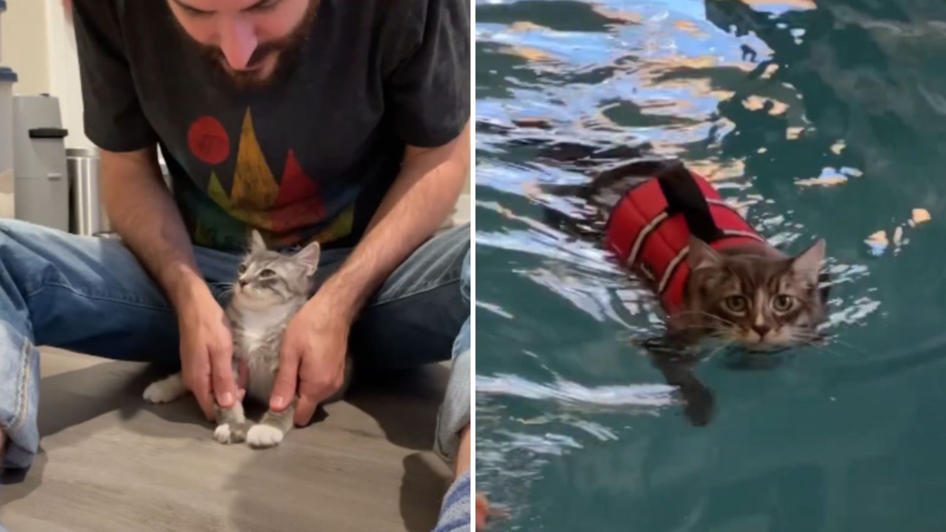 paralyzed kitten