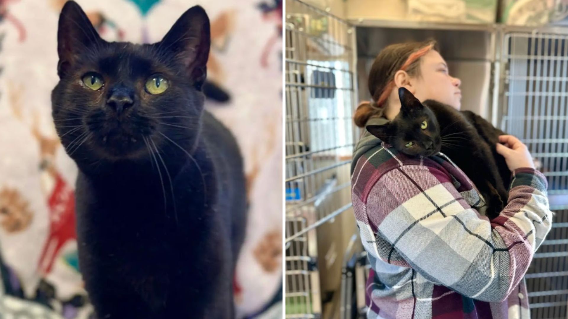 Connecticut Family Forced To Surrender Cat At Vet Clinic For A Shocking Reason