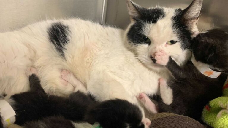 Cat with kittens trapped in sealed container