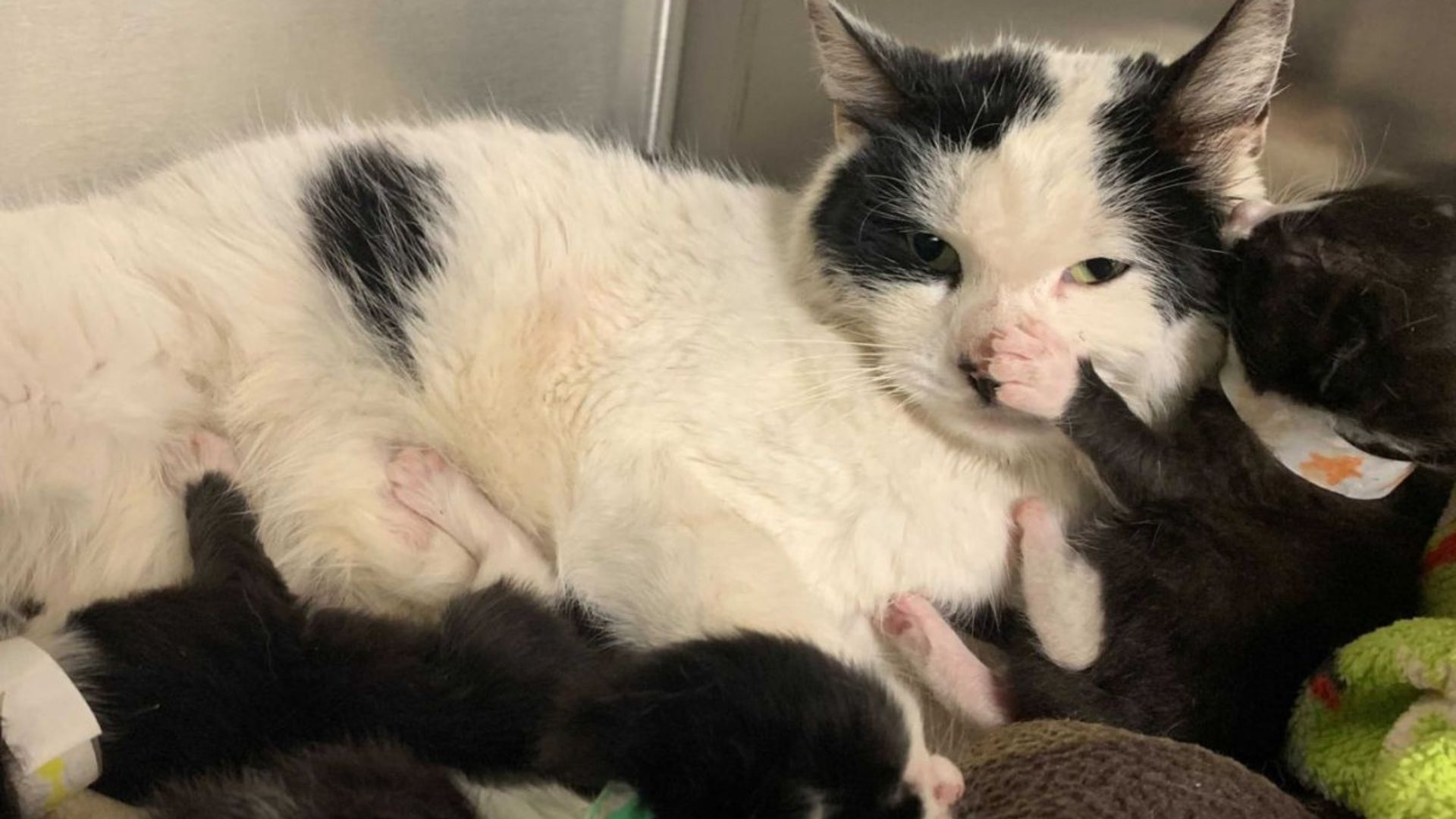 Cat with kittens trapped in sealed container