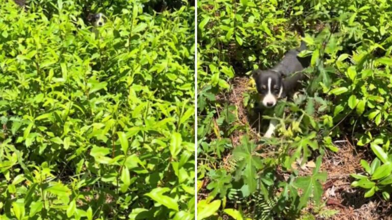 puppy in the grass