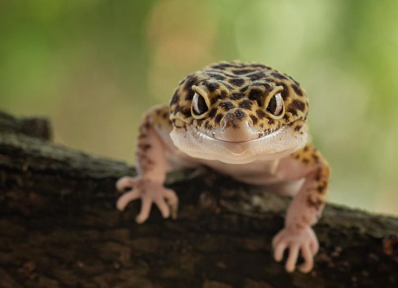 Leopard Geckos
