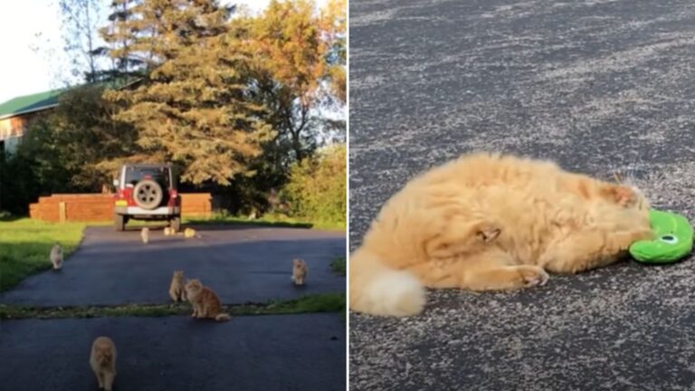 feral cat